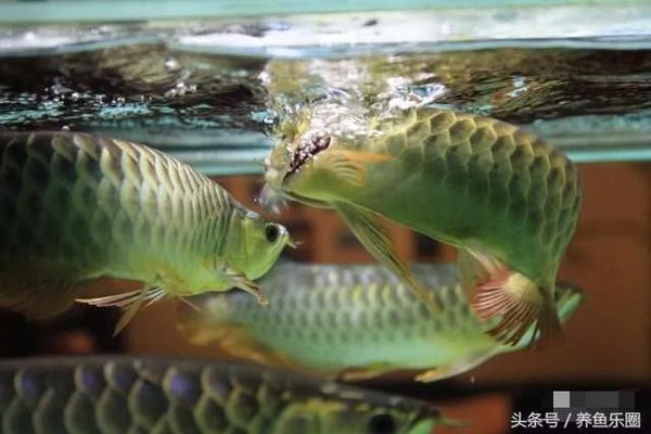 龍魚喂草金注意什么：喂食草金給龍魚需要注意以下幾個方面
