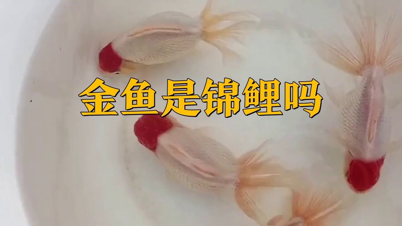 鯉魚和金魚有什么區別