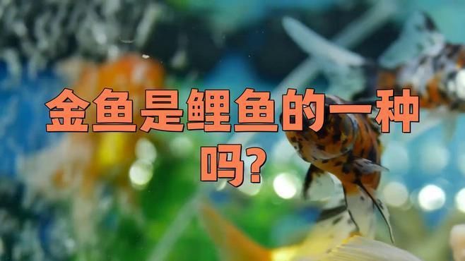 鯉魚和金魚有什么區別