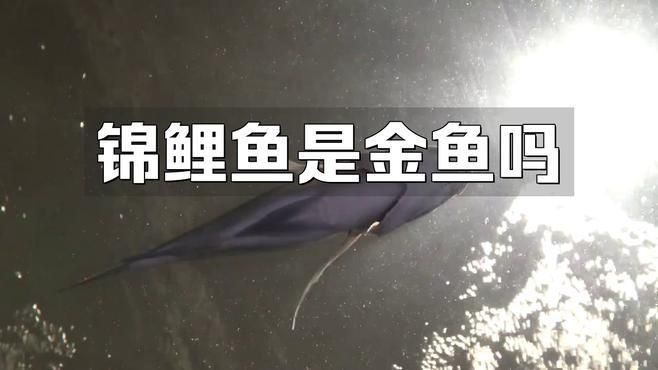 鯉魚和金魚有什么區別