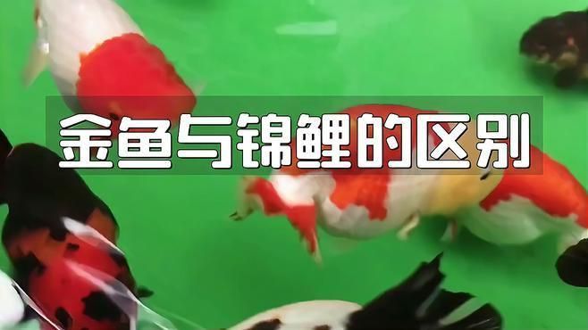 鯉魚和金魚有什么區別