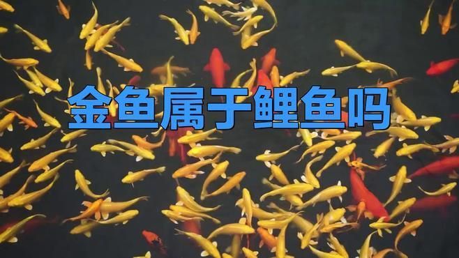 鯉魚和金魚有什么區別