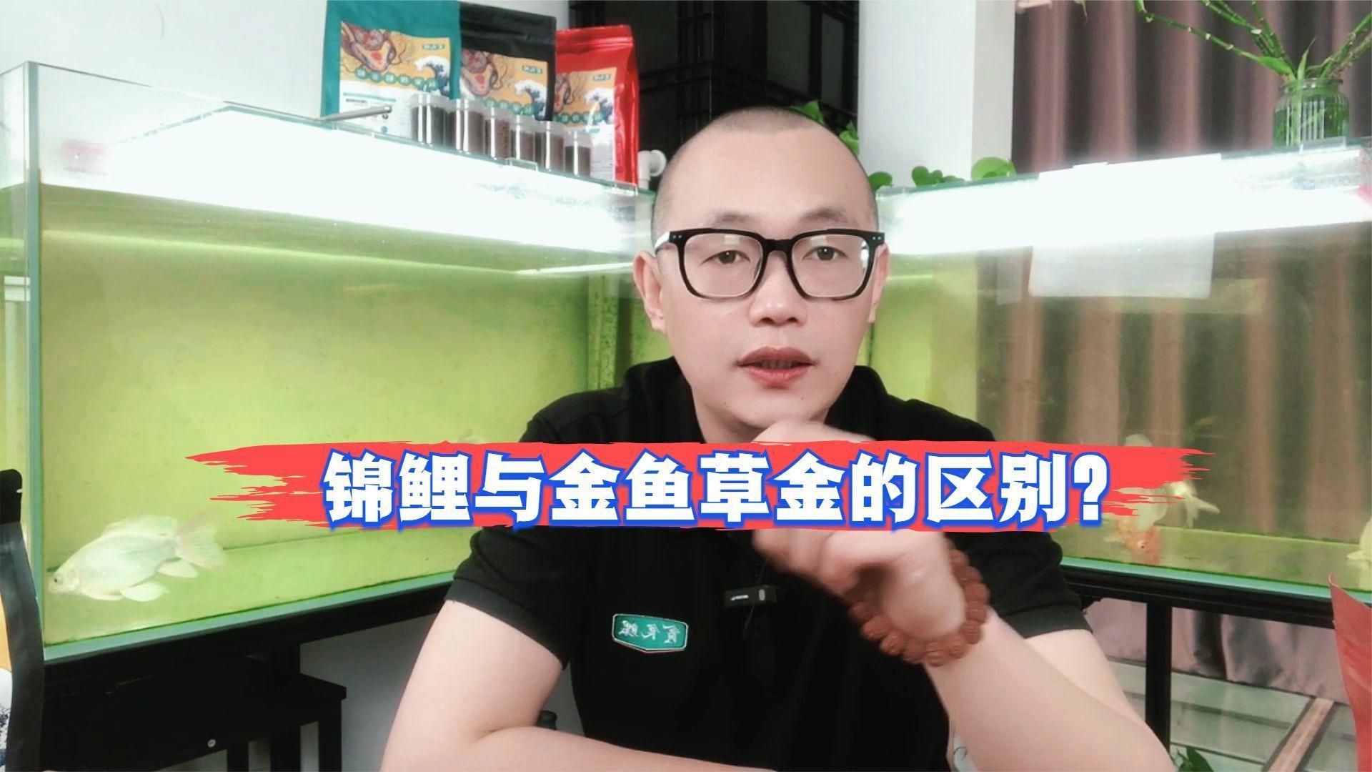 鯉魚和金魚有什么區別