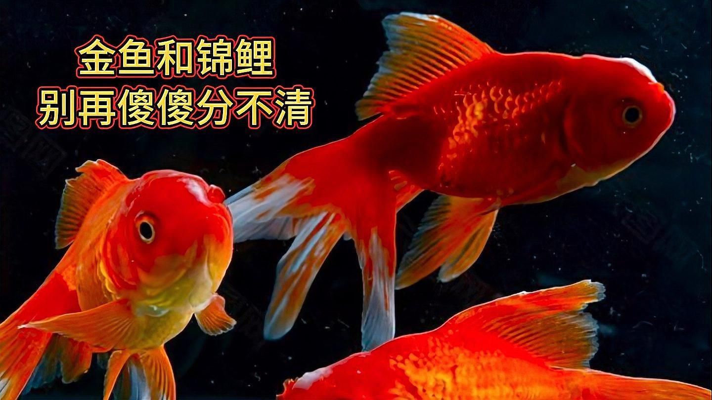 鯉魚和金魚有什么區別