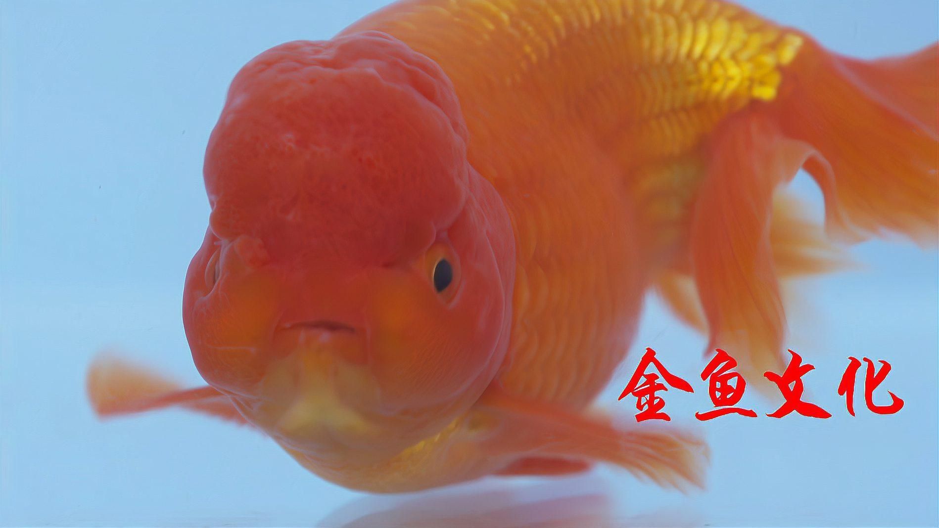 鯉魚和金魚有什么區別