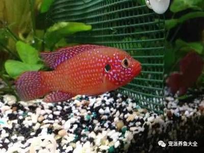 紅寶石魚和曼龍魚混養可以嗎：紅寶石魚和曼龍魚可以混養嗎？