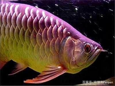 龍魚得水霉病是什么癥狀圖片：龍魚得水霉病的癥狀表現