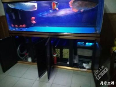 龍魚為啥在魚缸下游了好多魚：龍魚在魚缸下層游動可能有多種原因，飼養者需要保持周圍環境安靜
