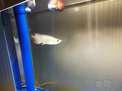 龍魚為啥在魚缸下游了好多魚：龍魚在魚缸下層游動可能有多種原因，飼養者需要保持周圍環境安靜