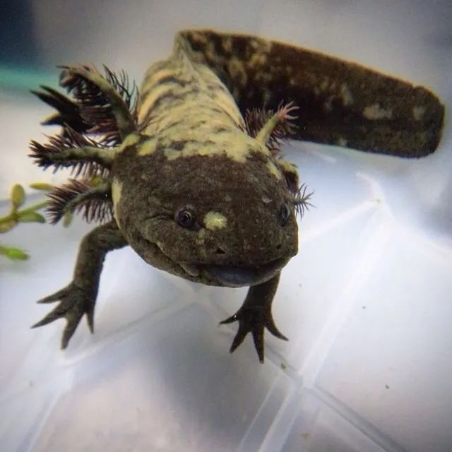 六角恐龍魚黑斑，六角恐龍魚身上出現黑斑可能是由多種因素引起的