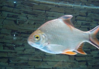 龍魚搭配泰國鯽的好處是什么，龍魚搭配泰國鯽的優勢
