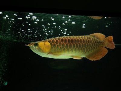 龍魚搭配泰國鯽的好處是什么，龍魚搭配泰國鯽的優勢