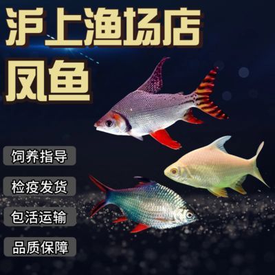 龍魚搭配泰國鯽的好處是什么，龍魚搭配泰國鯽的優勢
