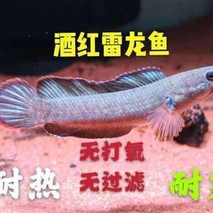 奶茶雷龍魚怎么養才能帆大：奶茶雷龍魚的帆變大，需要注意以下幾個方面，影響帆的發育