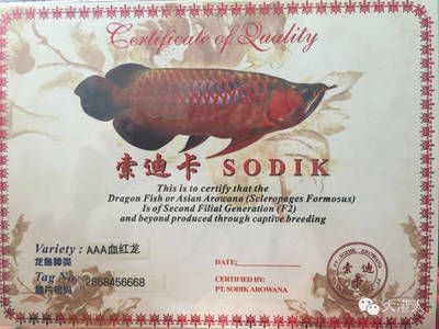 龍魚芯片證書可以造假嗎：龍魚芯片和證書可以造假嗎