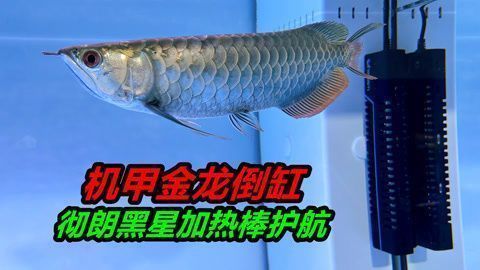 紅龍魚魚鰭是不是自行斷尾的（紅龍魚斷尾如何預防）