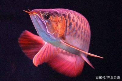 龍魚蒙眼病眼睛破了：如何預(yù)防龍魚得蒙眼病