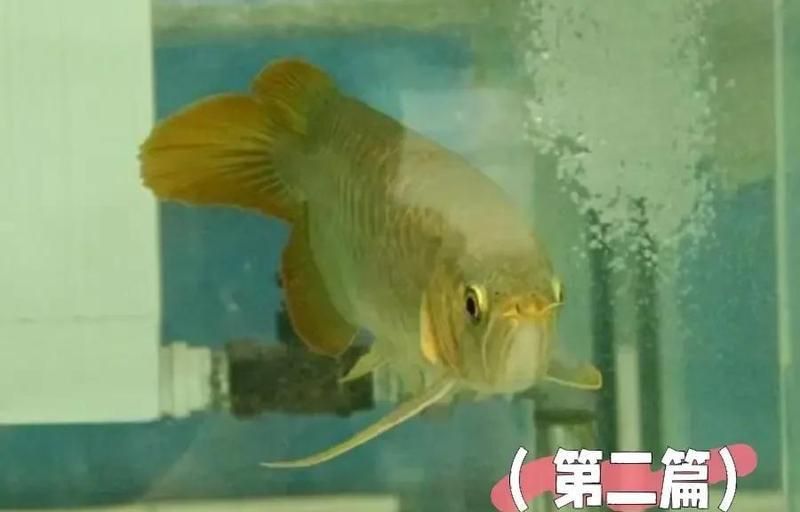龍魚(yú)鰓蓋撞傷后多久換一次水？