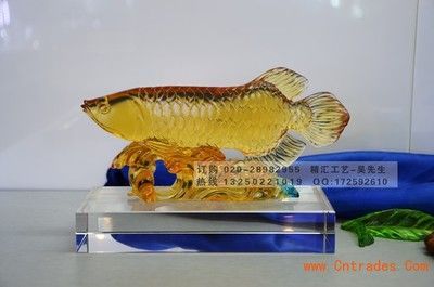 廣州哪里有金龍魚賣呀價(jià)格表：廣州金龍魚價(jià)格