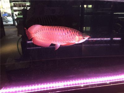 紅龍魚每天開燈多長時間（紅龍魚每天開幾個小時的燈,飼養龍魚每天魚缸的燈開多長時間?）