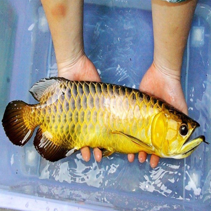 金龍魚活魚價格多少，金龍魚活魚的價格