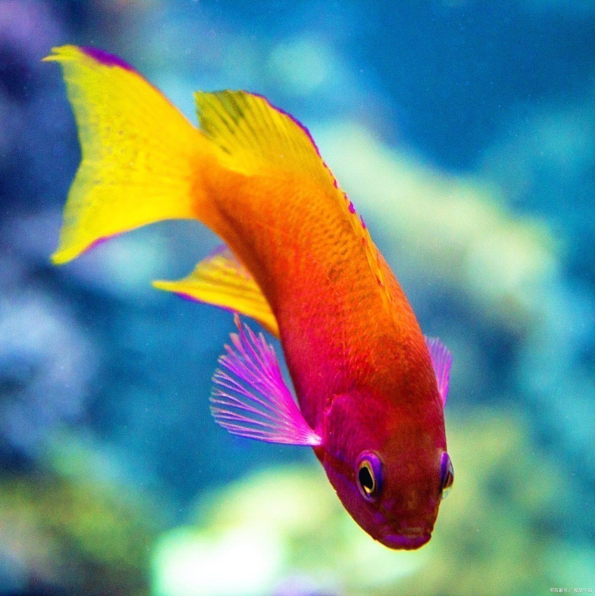 如何消毒和處理紅龍魚的活餌？