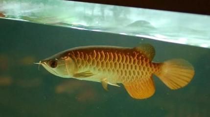 龍魚頂缸蓋的原因分析（龍魚頂缸蓋可能由多種原因引起，）