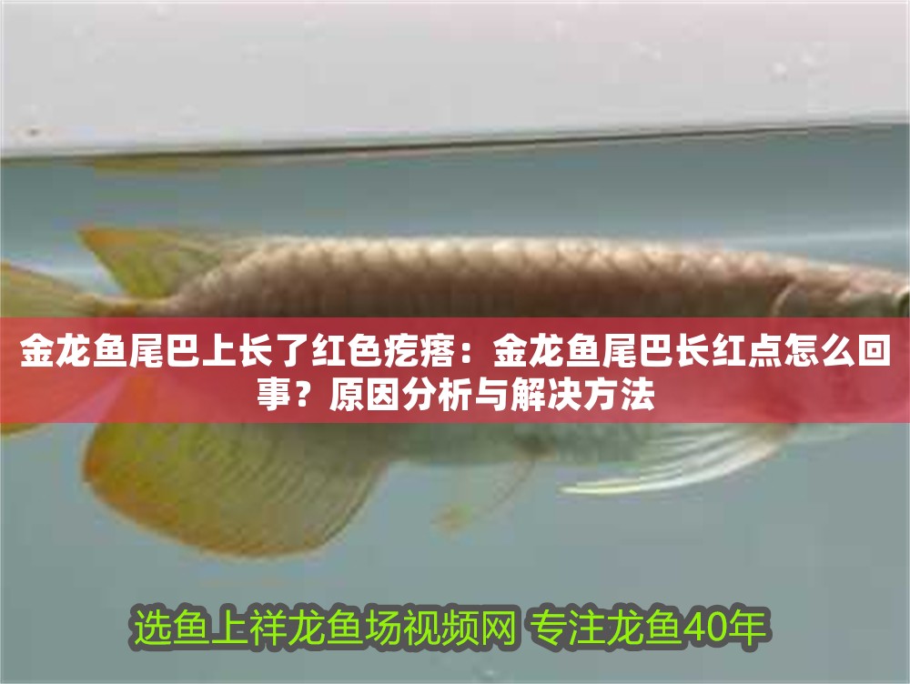 金龍魚尾巴上長了紅色疙瘩：金龍魚尾巴長紅點怎么回事？原因分析與解決方法