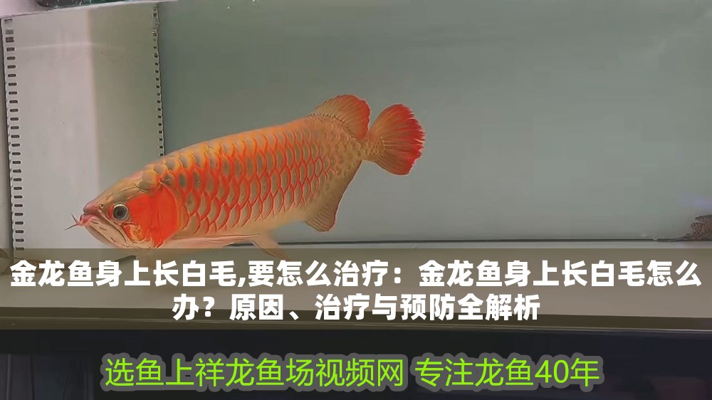 金龍魚身上長白毛,要怎么治療：金龍魚身上長白毛怎么辦？原因、治療與預防全解析