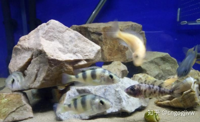 馬鯛魚能和什么魚混養