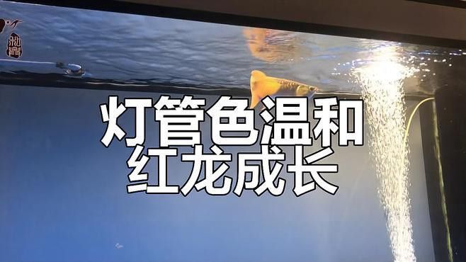 紅龍魚發色燈光用什么牌子