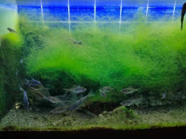 龍魚需要殺菌燈嗎？