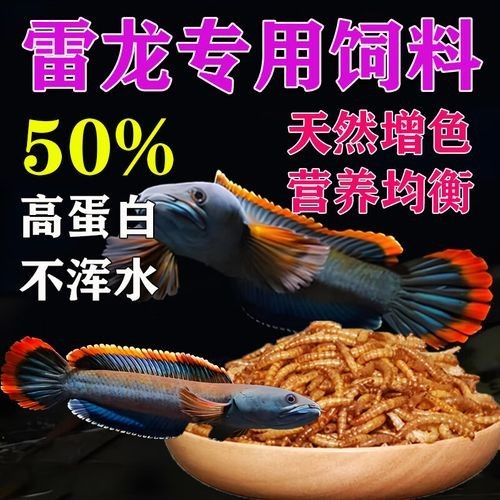 雷龍魚vs銀龍魚誰厲害