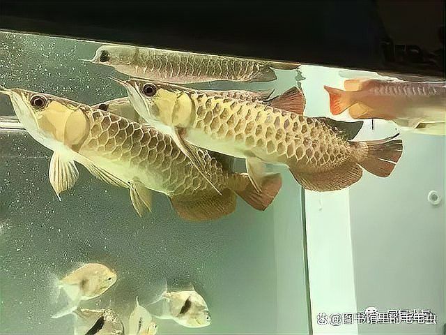 龍魚缸沉木放好還是不放好：如何選擇適合龍魚的沉木