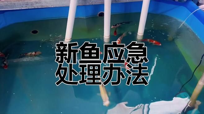 龍魚缸沉木放好還是不放好：如何選擇適合龍魚的沉木