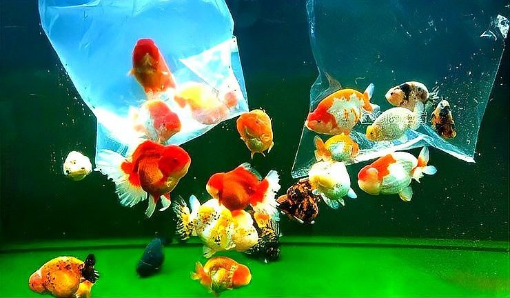 龍魚缸沉木放好還是不放好：如何選擇適合龍魚的沉木