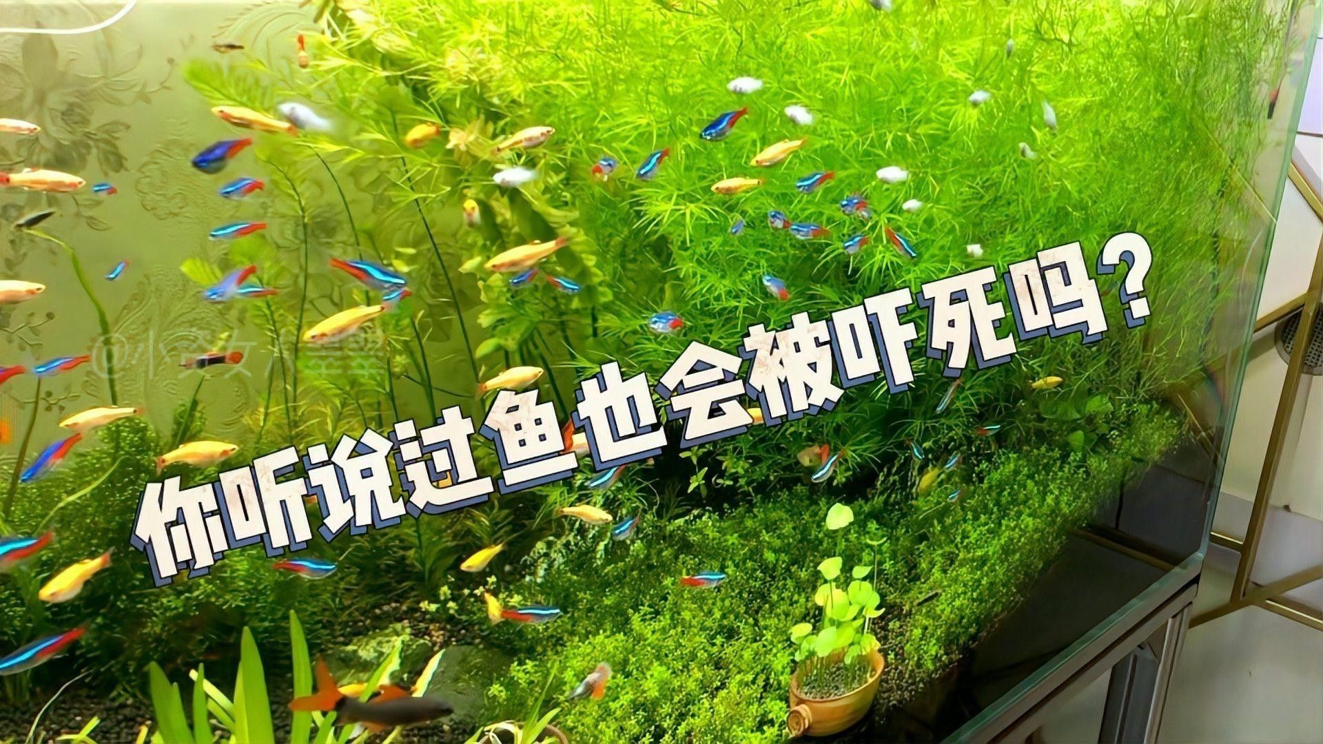 龍魚缸沉木放好還是不放好：如何選擇適合龍魚的沉木