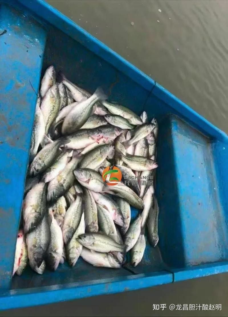 龍魚缸沉木放好還是不放好：如何選擇適合龍魚的沉木
