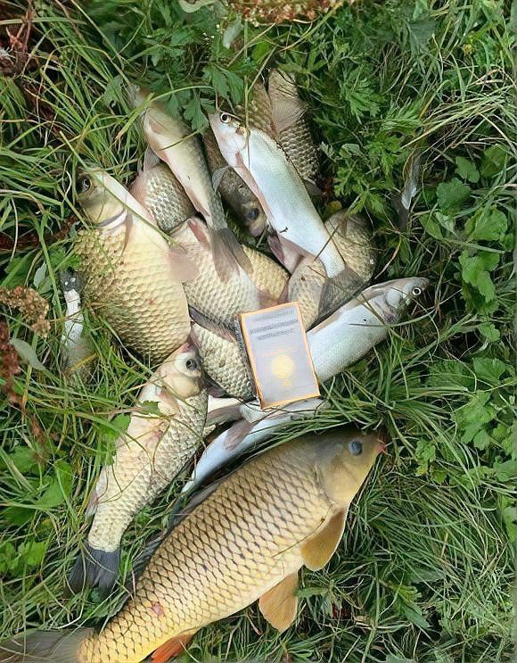 龍魚缸沉木放好還是不放好：如何選擇適合龍魚的沉木