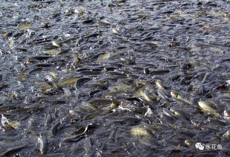 龍魚缸沉木放好還是不放好：如何選擇適合龍魚的沉木