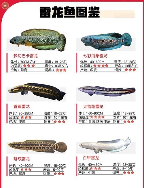 龍魚五大品牌魚缸圖片