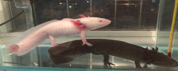 冬天養龍魚水溫得多少度好：冬天養龍魚水溫多少合適 冬天養龍魚水溫得多少度好：冬天養龍魚水溫多少合適 龍魚百科 第3張