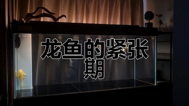 龍魚(yú)趴缸底是怎么回事視頻教學(xué)圖解