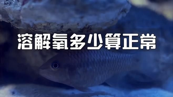 龍魚(yú)趴缸底是怎么回事視頻教學(xué)圖解