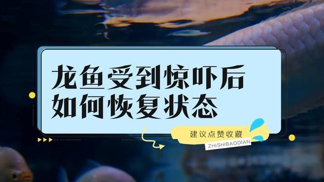 龍魚(yú)趴缸底是怎么回事視頻教學(xué)圖解