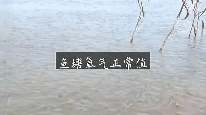 龍魚(yú)趴缸底是怎么回事視頻教學(xué)圖解