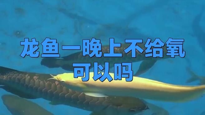 龍魚(yú)趴缸底是怎么回事視頻教學(xué)圖解