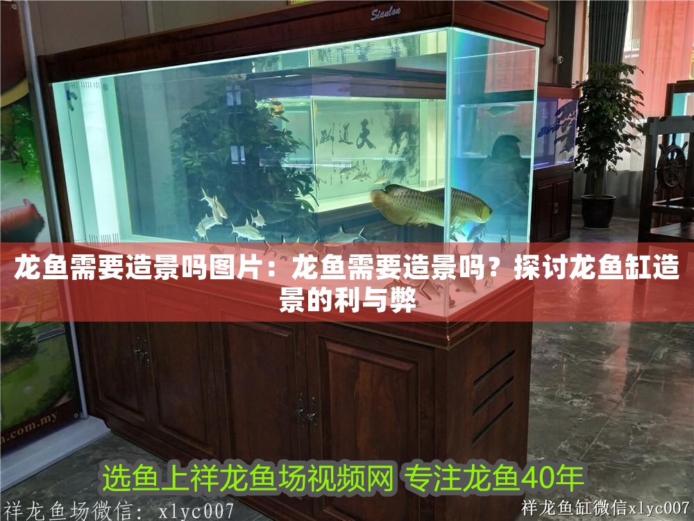 龍魚需要造景嗎圖片：龍魚需要造景嗎？探討龍魚缸造景的利與弊