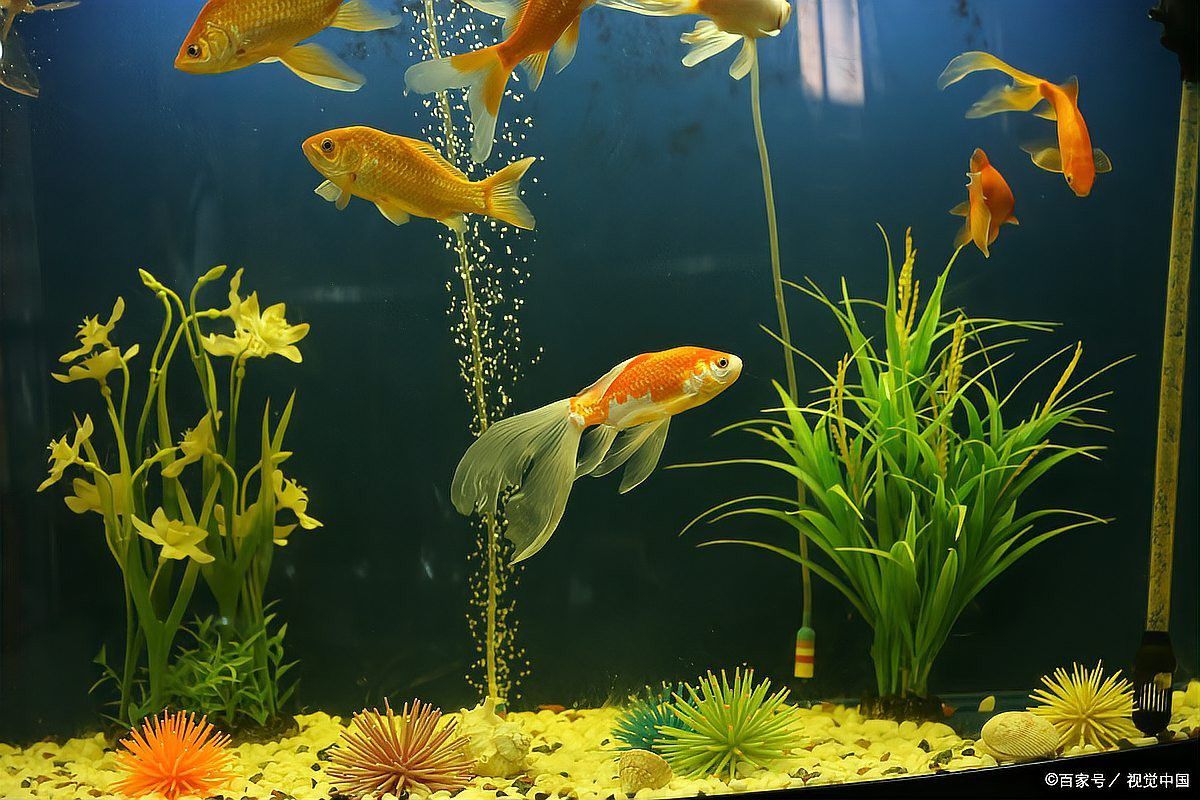 金龍魚(yú)幼魚(yú)多久換一次水？