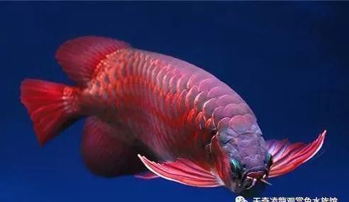 龍魚知識網站官網入口：關于龍魚的知識網站